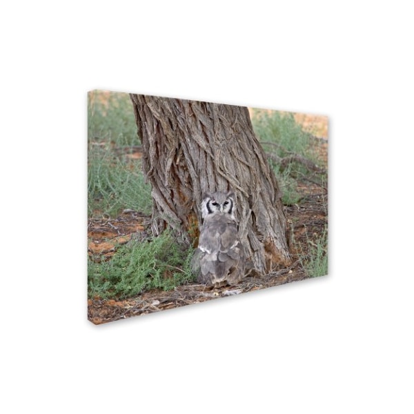 Robert Harding Picture Library 'Owl' Canvas Art,14x19